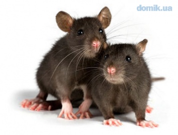 Киев заполонили крысы и мыши: как бороться с грызунами