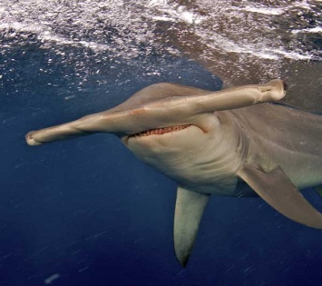 В Австралии удалось снять уникальные кадры охоты акул на кита