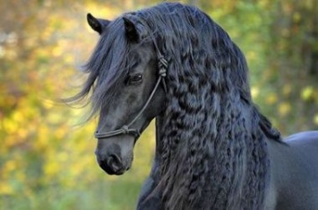 Найден самый красивый в мире конь