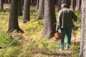 В Добропольском районе появилось обилие ядовитых грибов