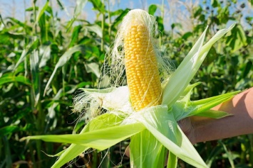 Кукурузные рыльца - лечебные свойства и противопоказания
