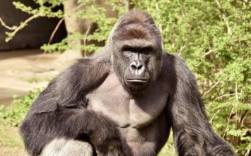В американском зоопарке убили гориллу, чтобы спасти мальчика (фото)
