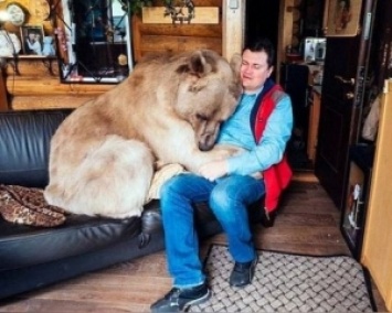 Медведь на диване смотрит телевизор в обнимку с хозяином (ФОТО)