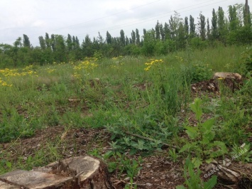 В Одесской области незаконно вырубили 10 га леса
