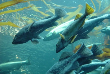 Мальки рыбы привыкают питаться пластиком - ученые