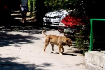 Люди vs звери: о проблеме бродячих и домашник животных в Крыму и особенностях принятого закона о безопасности от зверей
