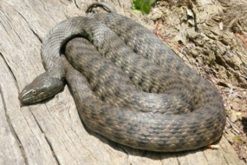 В Черноморске на пляже была обнаружена змея (+фото)