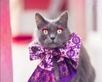 Кошка-модница с накладными ресницами (ФОТО)