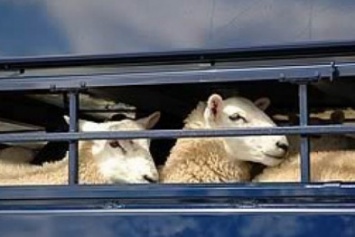В Бельмацком (Куйбышевском) районе Запорожской области похищено стадо скота до 200 голов