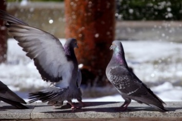 На Полтавщине состоится Всемирная выставка голубей
