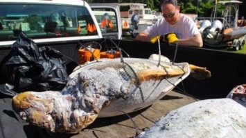 Ученые спасают морских обитателей «черепашками-зомби»