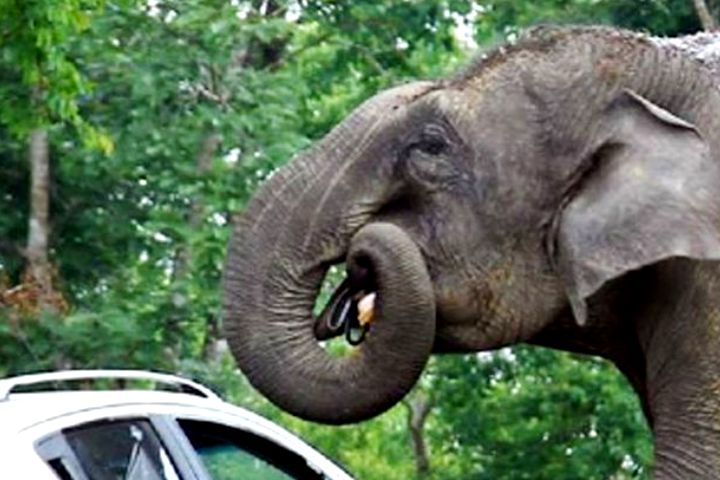 В Индии слон съел драгоценности туристов