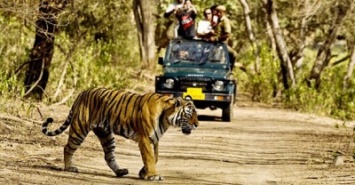 В сети появилось видео смертельной схватки тигрицы и леопарда