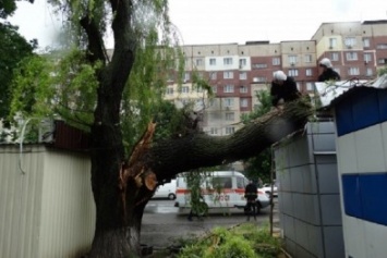 В Кременчуге деревья валились на остановки, проезжую часть и жилые дома