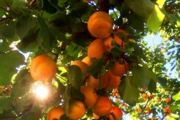 В Херсоне созрели абрикосы (фото)