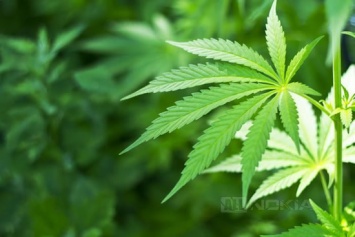Microsoft работает над программным обеспечением для легализации марихуанной промышленности