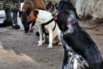 Экзамен сдавали херсонские собаки-пограничники