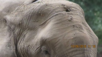 Слон выжил с браконьерской пулей в черепе (фото)