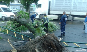 В Луцке ужасный ураган вырывал с корнями деревья