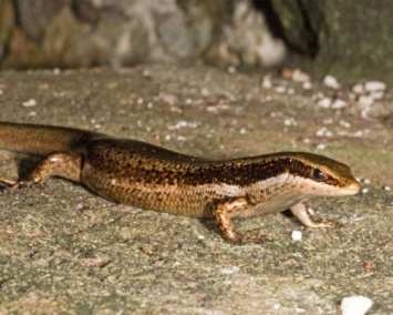 Ученые нашли новый вид ящериц в Доминиканской республике