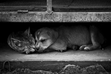 В России появился необычный способ помощи бездомным животным
