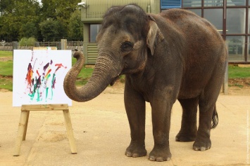 В Чехии слоны рисуют картины, чтобы прокормиться (фото)