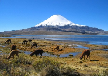 Ученые озвучили причины массового вымирания животных в Патагонии