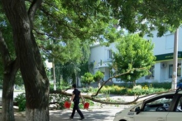 Сегодня в Херсоне на проезжую часть упало дерево (фото)