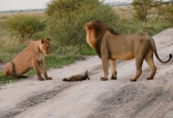 Два льва приблизились к раненому лисенку... Затем произошло нечто невероятное!