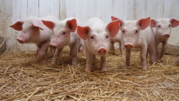 В Канаде при пожаре погибли пять тысяч свиней