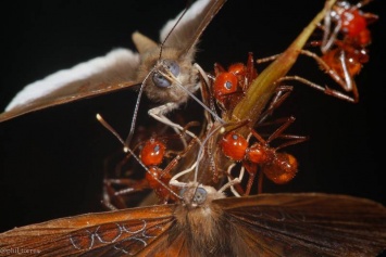 Бабочки оказались способны на предательство муравьев