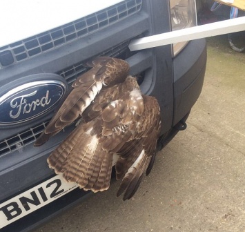 В Великобритании птица застряла головой в решетке радиатора на 12 часов и выжила