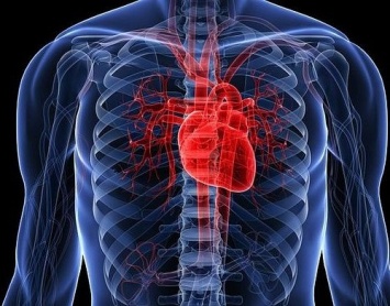 Ученые: Имунная система может снизить риск сердечного приступа