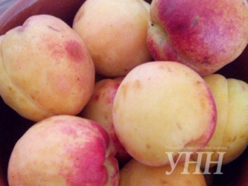 Ягодный сезон в разгаре в Закарпатской области местные абрикосы и персики стоят 25-30 грн/кг