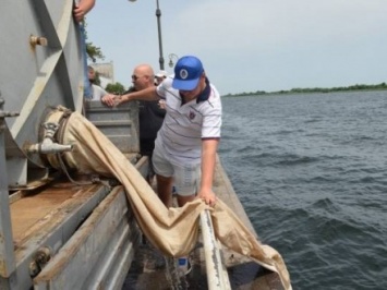 Около 150 кг рыбы выпустили в Днепр в Херсонской области