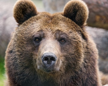 В США медведь напал на спортсменку во время марафона