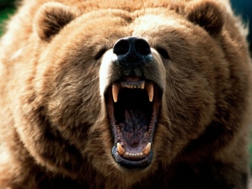 На Камчатке застрелили медведя, разорявшего могилы