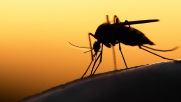 Почему комары переносят вирус Зика, а вирус гриппа - нет?
