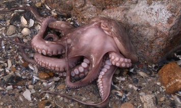 На одесский пляж выбросило осьминога-путешественника (фотофакт)