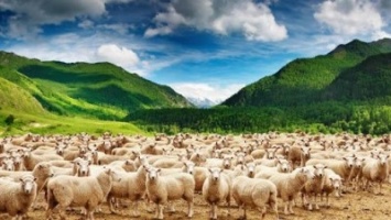 В Киргизии от удара молнии погибло стадо из 120 овец