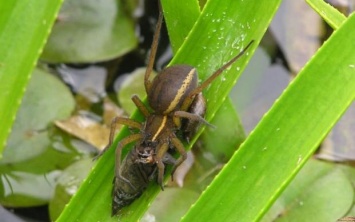 Британцы спасли от вымирания пауков размером с мышей (фото)