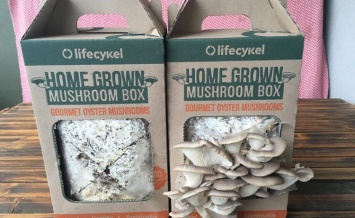 Mushroom Box - коробка для выращивания грибов в домашних условиях