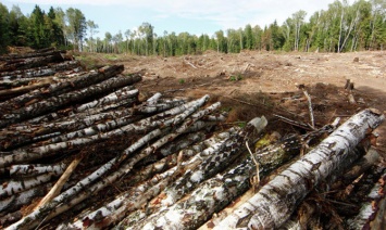 В Украине разработали новые правила вырубки леса