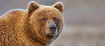На Сахалине застрелили медведя, который часто приходил к школе