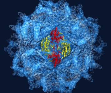Учеными созданы искусственные вирусы без ДНК