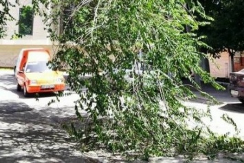 В Херсоне огромная ветка дерева упала на проезжую часть (фото)