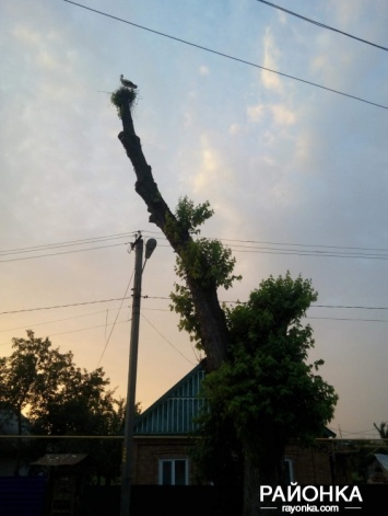 В Запорожской области аисты помешали срубить дерево (ФОТО)