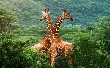 Жирафы столкнулись с непризнанной угрозой исчезновения