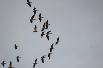 На Херсонщине можно встретить пеликанов (фото)