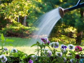 Дорогая вода: за чей счет поливают клумбы перед многоквартирным домом